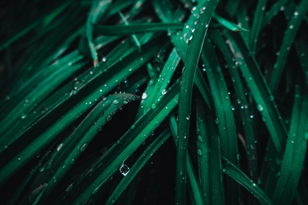 Green Leafed Plant With Water Drops
