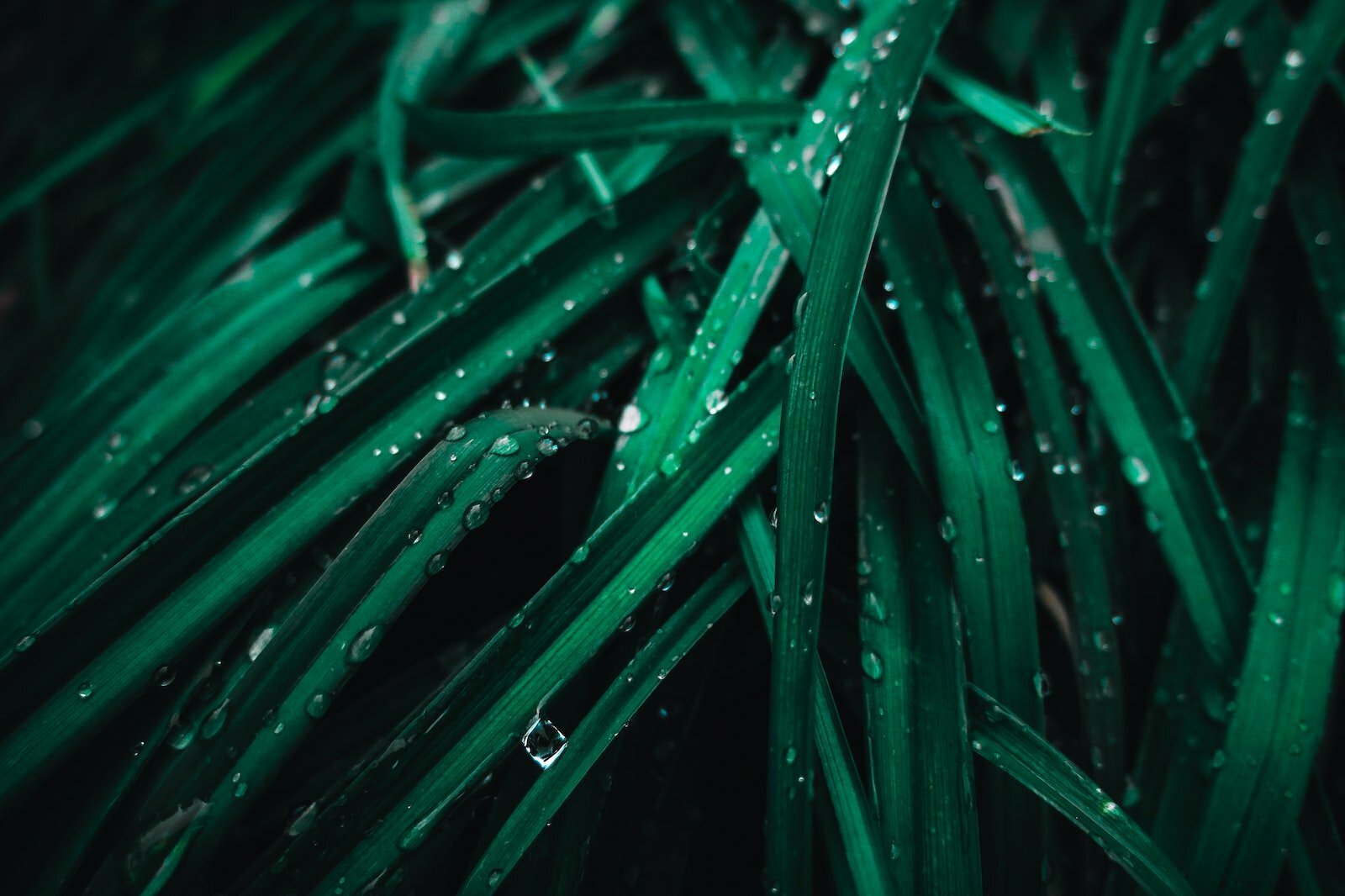 Green Leafed Plant With Water Drops