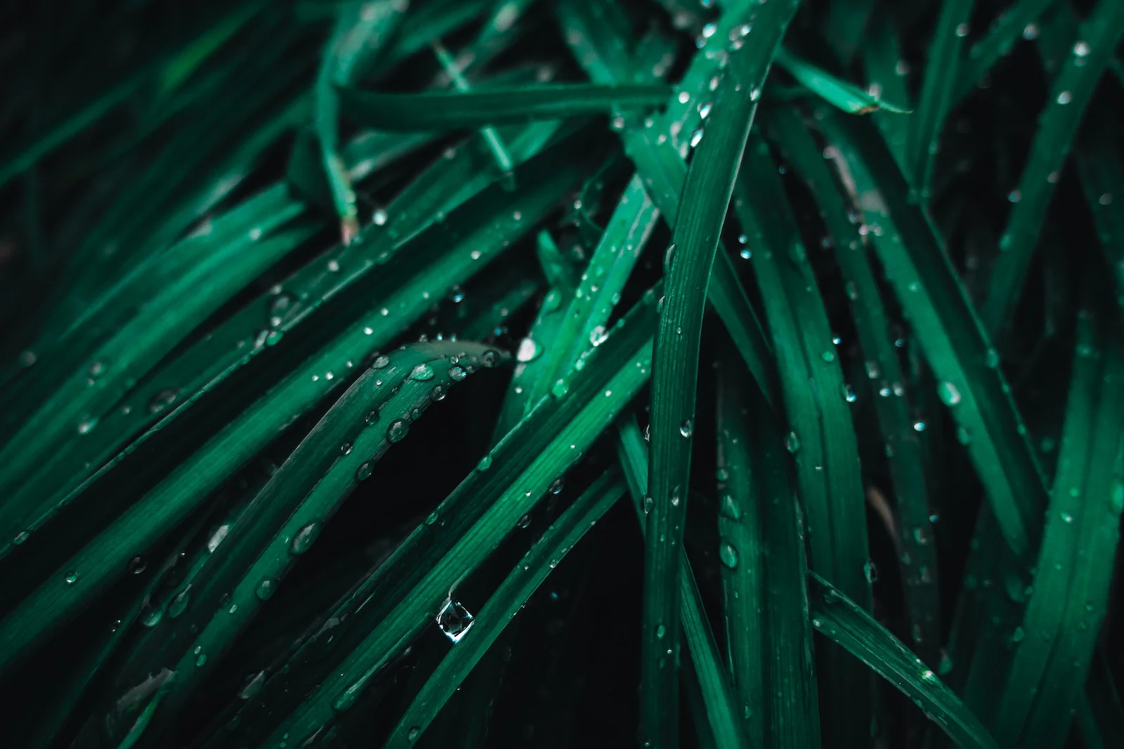 Green Leafed Plant With Water Drops