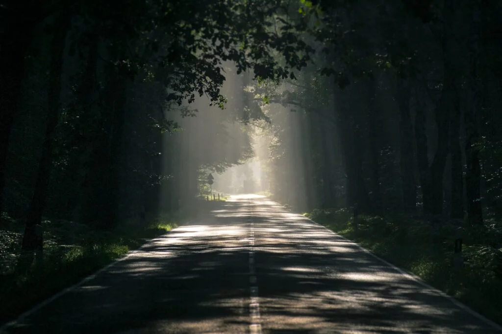 Gray Asphalt Road Surrounded by Tall Trees